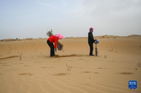 大漠治沙客 大漠治沙客