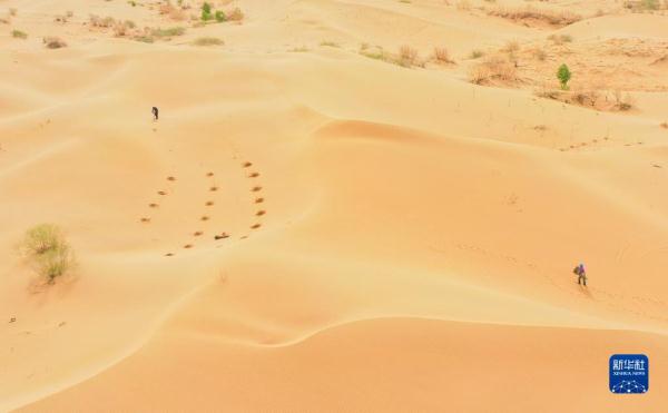 大漠治沙客 大漠治沙客