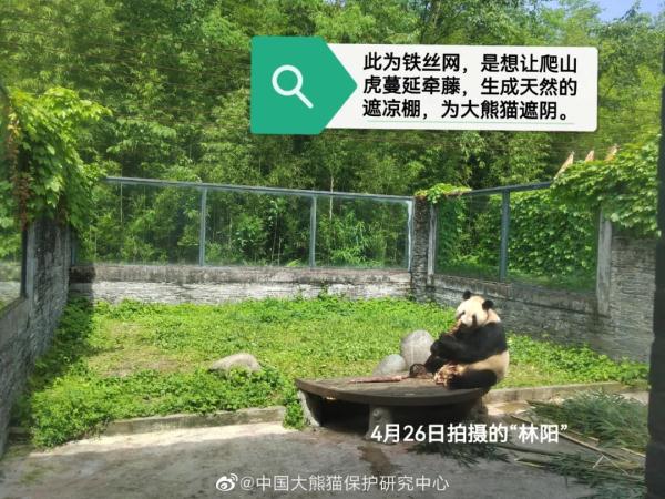 大熊猫“林惠”家人失踪？最新回应