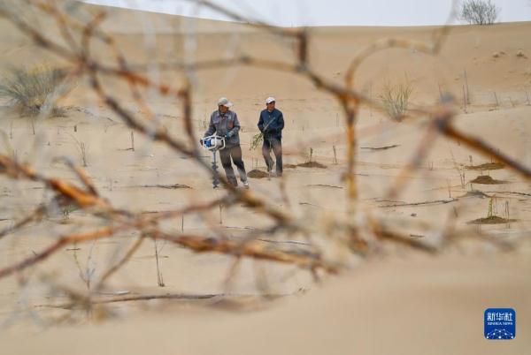 大漠治沙客 大漠治沙客