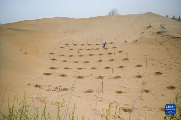 大漠治沙客 大漠治沙客