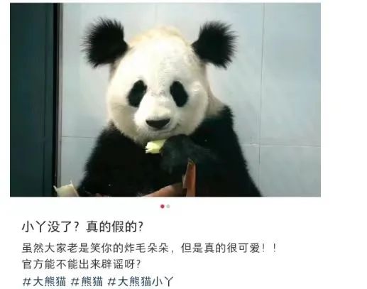 大熊猫“小丫”7岁因尿毒症去世，陕西省林业局称属实