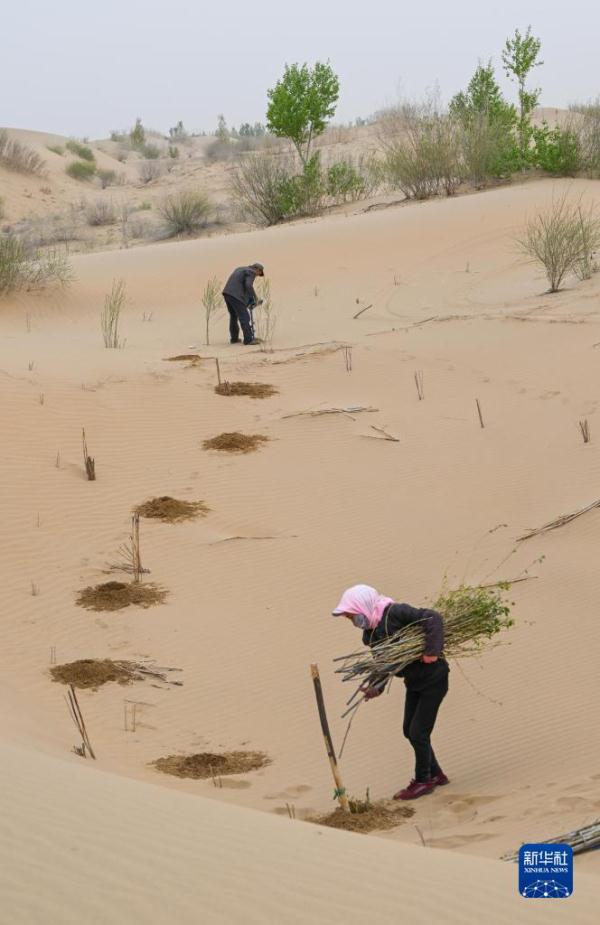 大漠治沙客 大漠治沙客