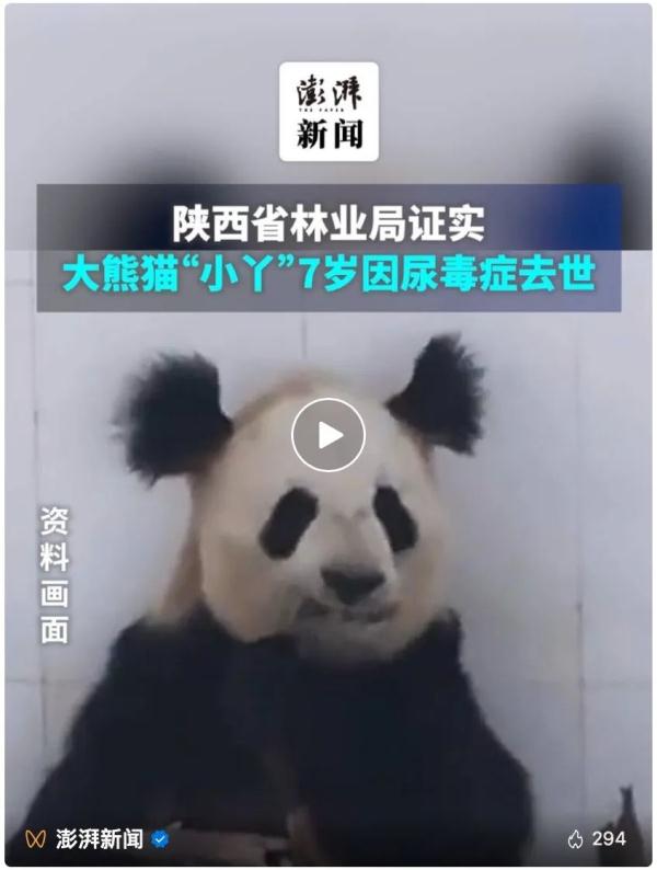 大熊猫“小丫”因尿毒症去世？官方回应