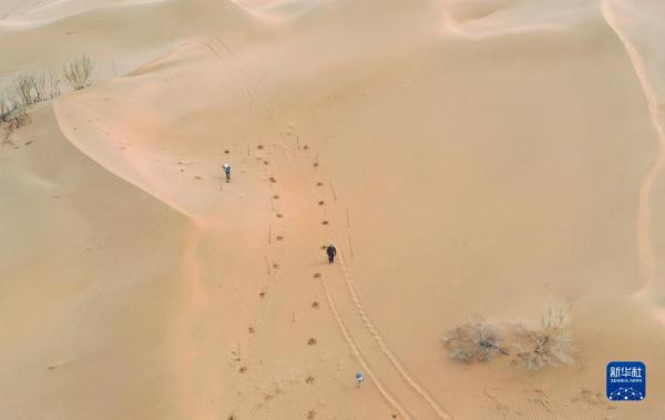 大漠治沙客 大漠治沙客