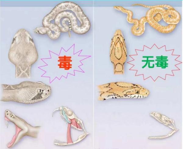 近期高发！6岁男孩被咬 假期出游尤其要注意！