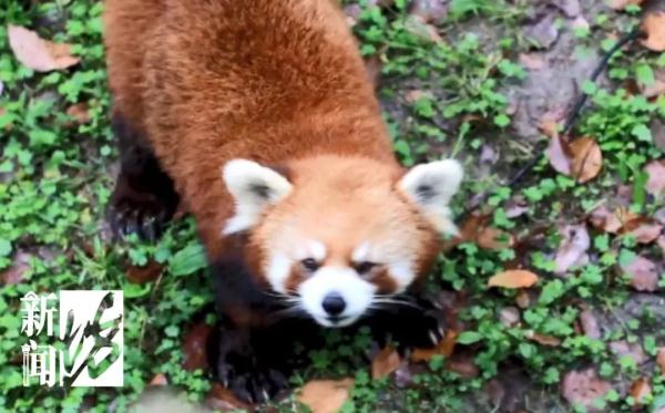 上海这个景点，很多人扑空了？友情提醒：这里不对外开放