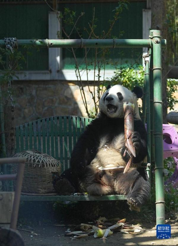 假日来看大熊猫 假日来看大熊猫