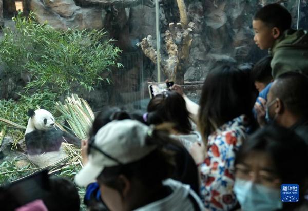 假日来看大熊猫 假日来看大熊猫