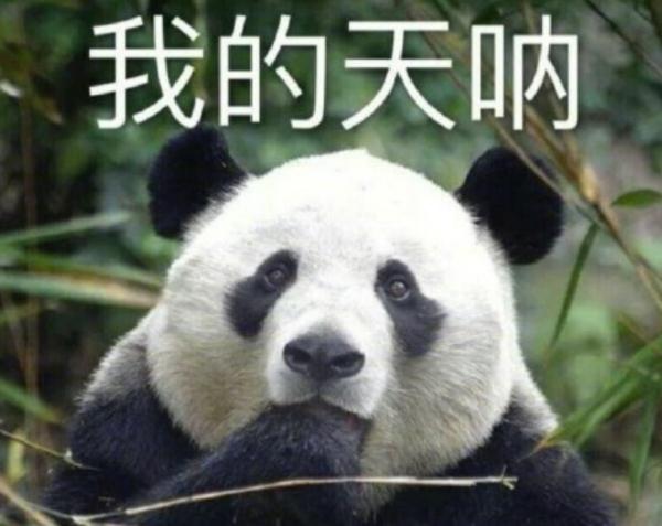 上海动物园的熊猫馆里“人从众”,但是别搞错!它们不是“丫丫”! 上海动物园的熊猫馆里“人从众”,但是别搞错!它们不是“丫丫”!