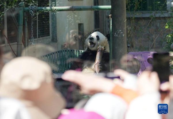 假日来看大熊猫 假日来看大熊猫