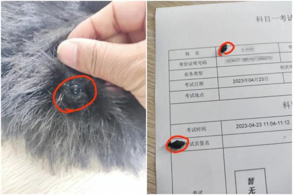 离谱！科目一考场，他头戴假发藏针孔摄像头作弊……