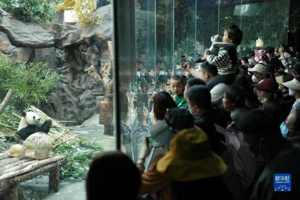 假日来看大熊猫 假日来看大熊猫