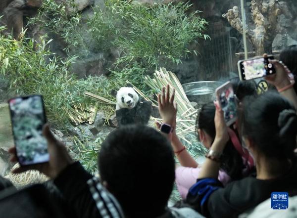 假日来看大熊猫 假日来看大熊猫
