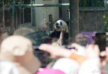 大熊猫萌兰吃笋引围观
