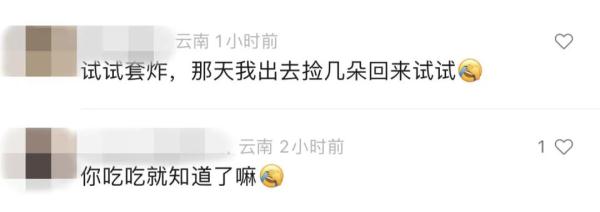 “蓝花楹能吃吗？” 网友发出一个很云南的灵魂拷问……