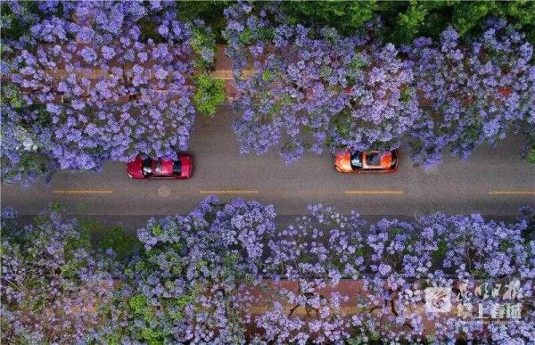 “蓝花楹能吃吗？” 网友发出一个很云南的灵魂拷问……