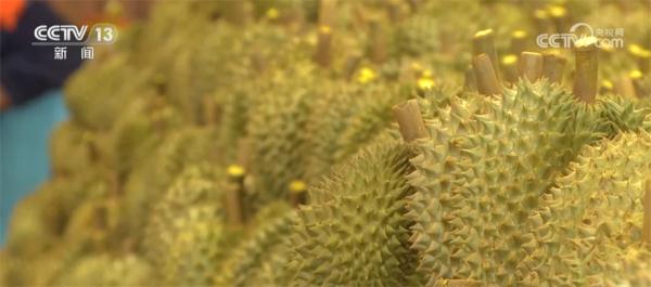 更加新鲜、口感更好 中老铁路为泰国榴莲出口中国带来便利 更加新鲜、口感更好 中老铁路为泰国榴莲出口中国带来便利