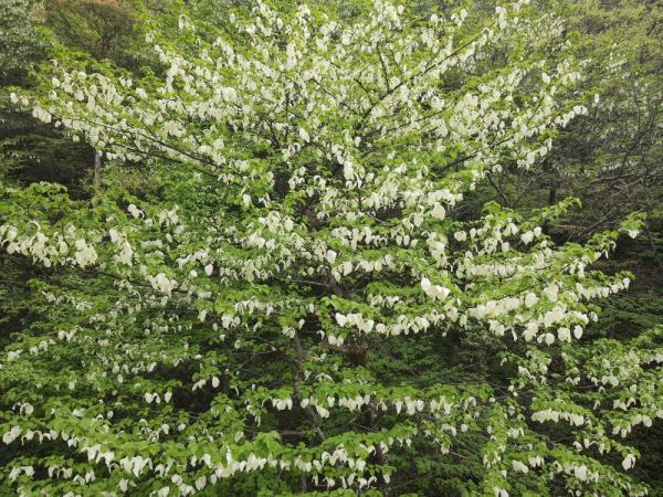 佛顶山上，珙桐绽放