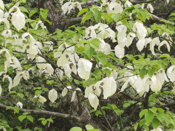 佛顶山上，珙桐绽放