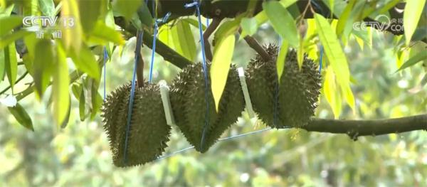 更加新鲜、口感更好 中老铁路为泰国榴莲出口中国带来便利 更加新鲜、口感更好 中老铁路为泰国榴莲出口中国带来便利