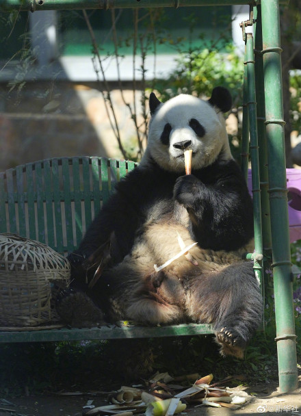 大熊猫萌兰吃笋引围观