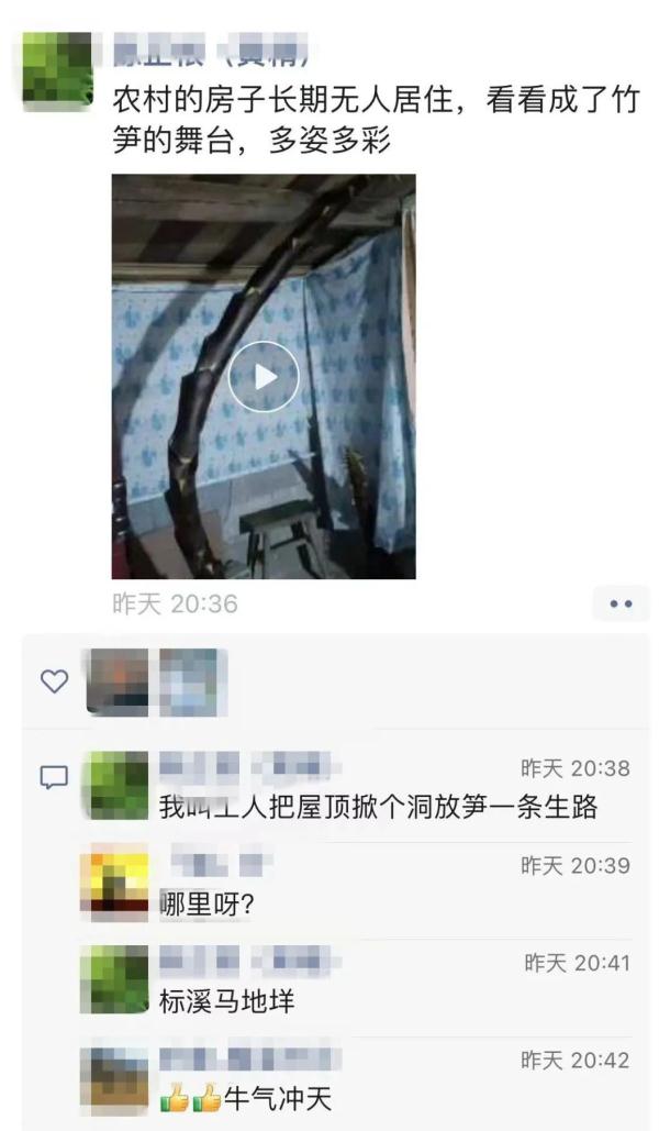 绝了!男子一年没回家,卧室里长出巨大的竹笋 绝了!男子一年没回家,卧室里长出巨大的竹笋