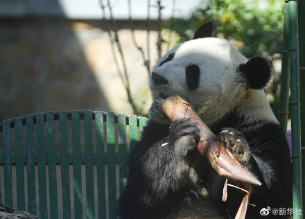 大熊猫萌兰吃笋引围观