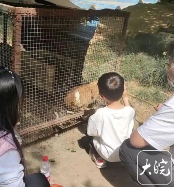 �ο�Ͷι������ǣ���������԰������������͡�