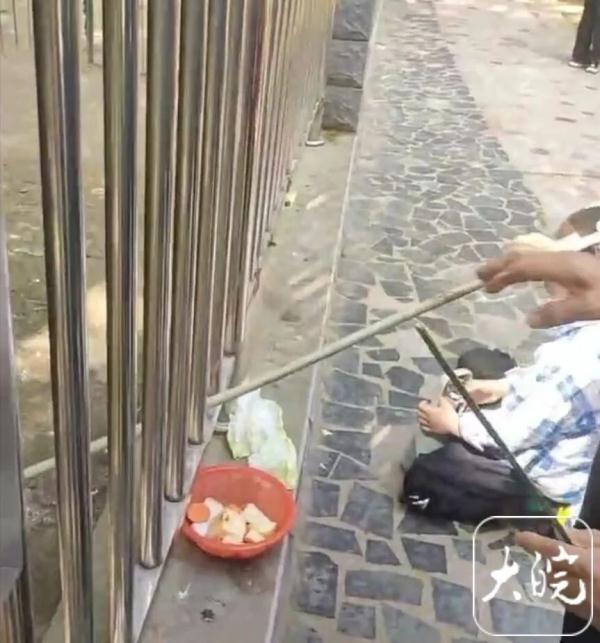 游客投喂热情高涨,六安动物园给动物减“正餐” 游客投喂热情高涨,六安动物园给动物减“正餐”