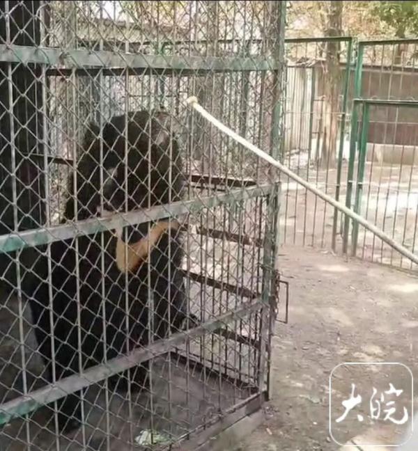 游客投喂热情高涨,六安动物园给动物减“正餐” 游客投喂热情高涨,六安动物园给动物减“正餐”