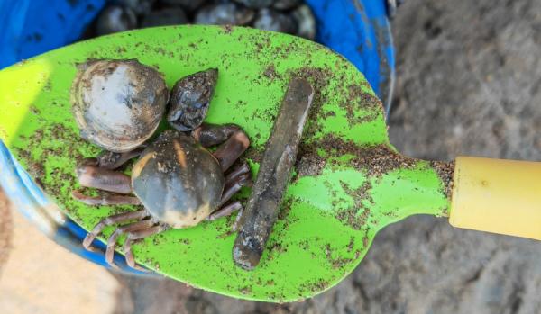 山东日照:“五一”假期 游客享受“赶海”乐趣 山东日照:“五一”假期 游客享受“赶海”乐趣