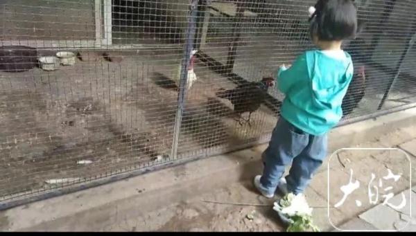 游客投喂热情高涨,六安动物园给动物减“正餐” 游客投喂热情高涨,六安动物园给动物减“正餐”