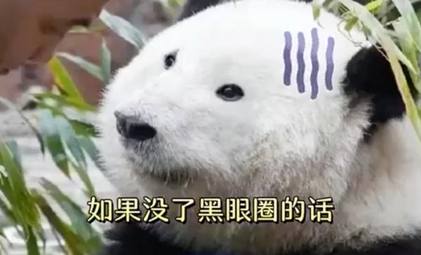 为何它只吃竹子不吃肉？揭秘大熊猫的“前世今生”