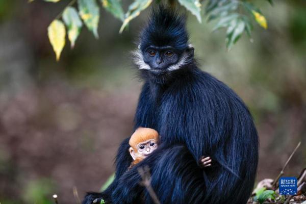贵州麻阳河国家级自然保护区里的黑叶猴