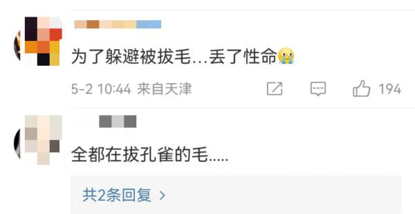 太疼了，白孔雀被缆车碾死！园方：为躲避游客拔毛飞到轨道上