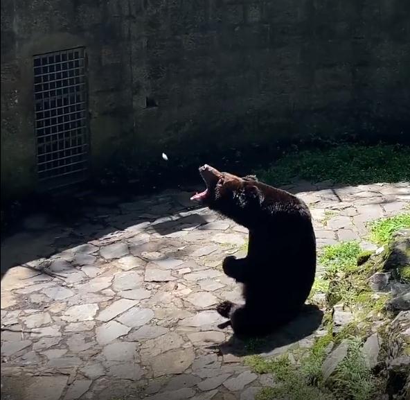 太疼了，白孔雀被缆车碾死！园方：为躲避游客拔毛飞到轨道上