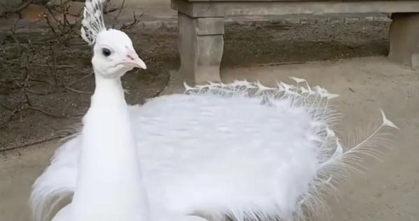 太疼了，白孔雀被缆车碾死！园方：为躲避游客拔毛飞到轨道上