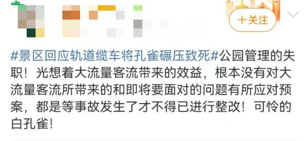 太疼了，白孔雀被缆车碾死！园方：为躲避游客拔毛飞到轨道上