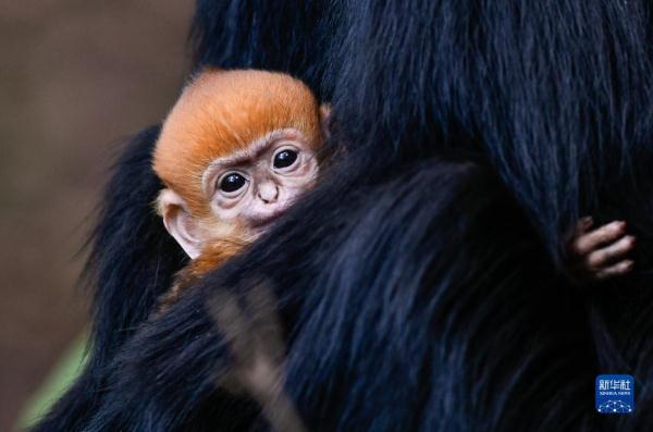 贵州麻阳河国家级自然保护区里的黑叶猴