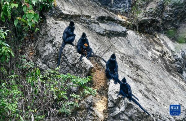 贵州麻阳河国家级自然保护区里的黑叶猴