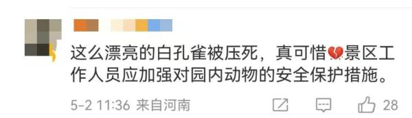 太疼了，白孔雀被缆车碾死！园方：为躲避游客拔毛飞到轨道上