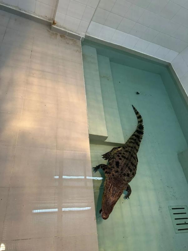 近2米长!香港村屋附近惊现“野生”鳄鱼 近2米长!香港村屋附近惊现“野生”鳄鱼