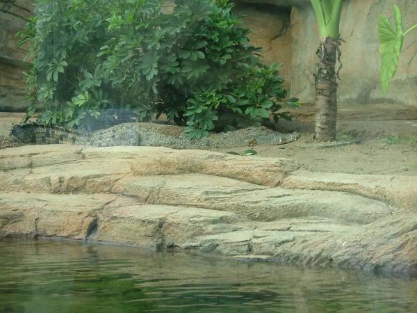 近2米长!香港村屋附近惊现“野生”鳄鱼 近2米长!香港村屋附近惊现“野生”鳄鱼