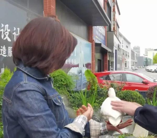 宠物鸭散步被掳差点成“老鸭煲”,行拘! 宠物鸭散步被掳差点成“老鸭煲”,行拘!