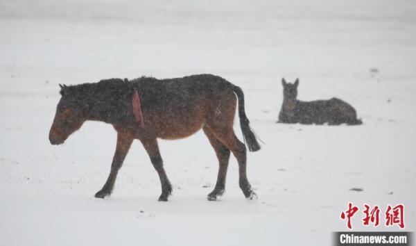 新疆巴里坤迎来降雪天气 市民又穿起大衣