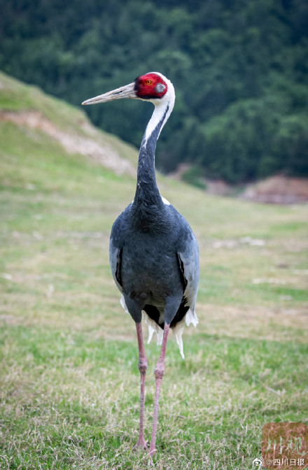 国宝级珍禽白枕鹤现身四川 国宝级珍禽白枕鹤现身四川