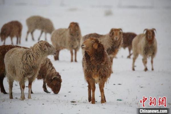 新疆巴里坤迎来降雪天气 市民又穿起大衣