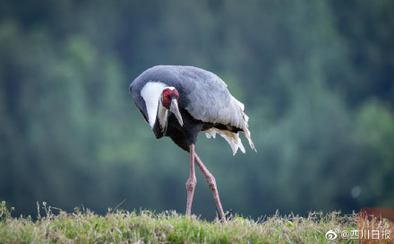 国宝级珍禽白枕鹤现身四川 国宝级珍禽白枕鹤现身四川