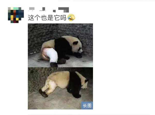 这个五一,明星大熊猫又“惹祸”了 这个五一,明星大熊猫又“惹祸”了